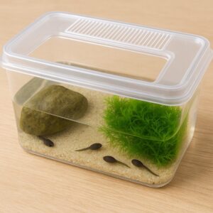 おたまじゃくし用の育成環境イメージ